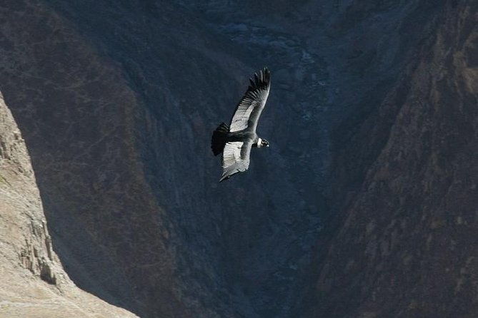 2-day-group-tour-to-colca-canyon-from-arequipa-to-puno