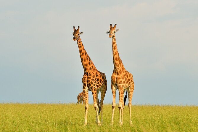 2 Day Guided Murchison Falls And Zziwa Rhino Trekking Safari - In-Depth Look at the Itinerary