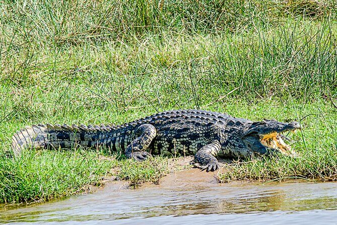 2 Day Guided Murchison Falls And Zziwa Rhino Trekking Safari - Who Is This Tour Best For?