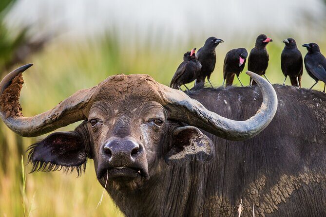 2 Day Guided Murchison Falls And Zziwa Rhino Trekking Safari - The Sum Up