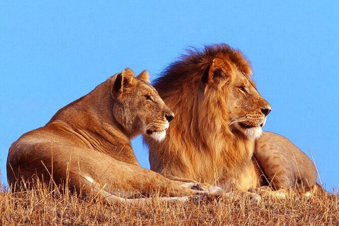 2 Day Hluhluwe Game Reserve & Isimangaliso Park from Durban - Key Points