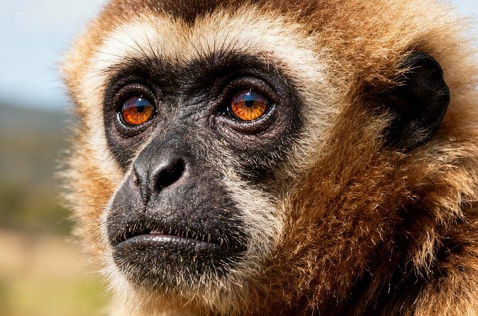 2-Day Hoolock Gibbons Wildlife Tour from Guwahati - Practical Details & Tips