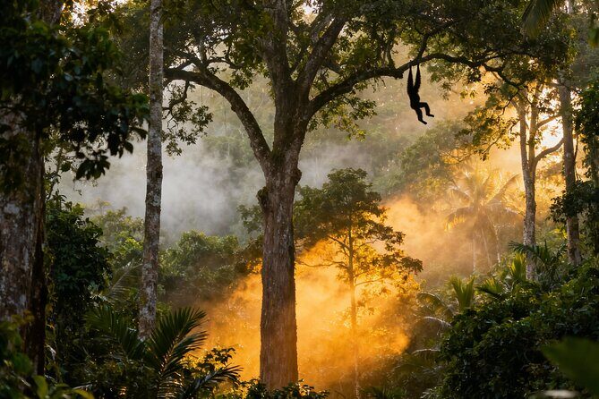 2-Day Hoolock Gibbons Wildlife Tour from Guwahati - The Sum Up: Who Would Love This Tour?