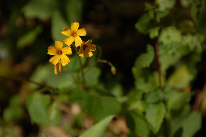 2-day-inca-trail-to-machu-picchu-3