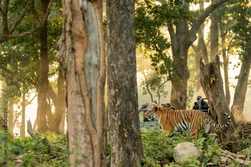 2 Day Jim Corbett National Park Tour from Delhi - Key Points