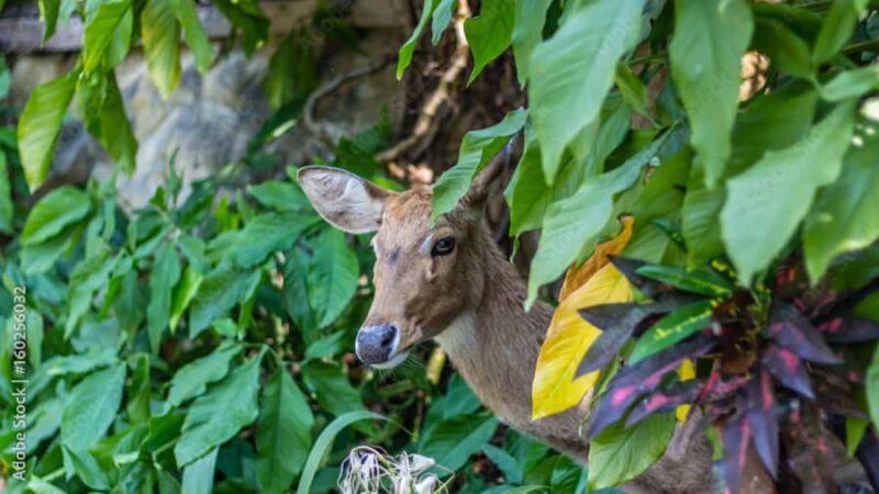 2 Day Jim Corbett National Park Tour from Delhi - A Closer Look at the Itinerary and What You Can Expect