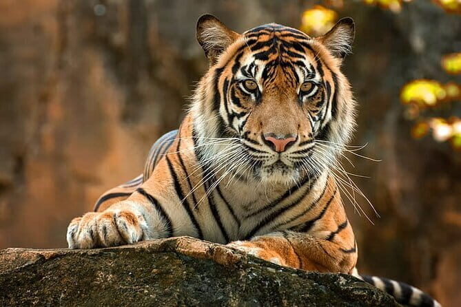 2-Day Jungle Safari with Sunrise view of Taj Mahal - Introduction