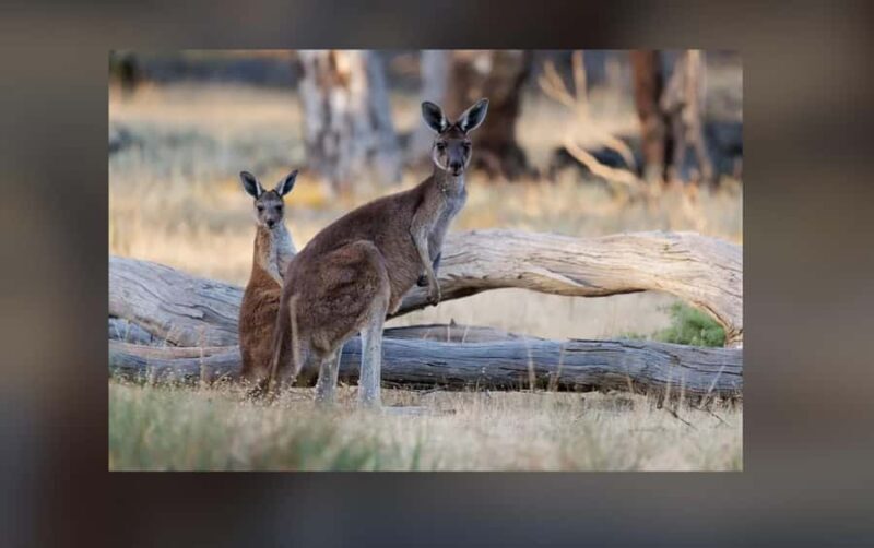 2-Day Kangaroo Island Private Tour - Exploring Kangaroo Island in Depth