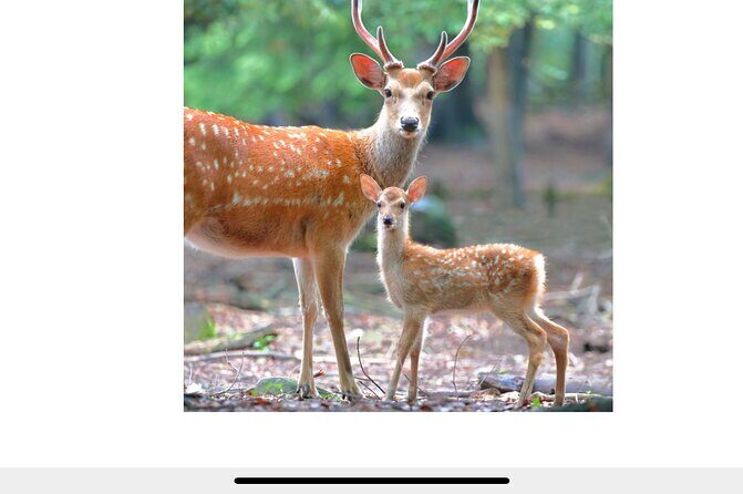 2-day Kansai world ExTour I tour around Osaka,Kyoto,Nara,andUji - FAQ