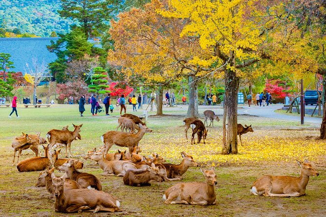 2-day-kyoto-and-nara-tour-from-tokyo
