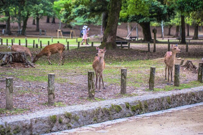 2-day-kyoto-and-nara-tour-from-tokyo