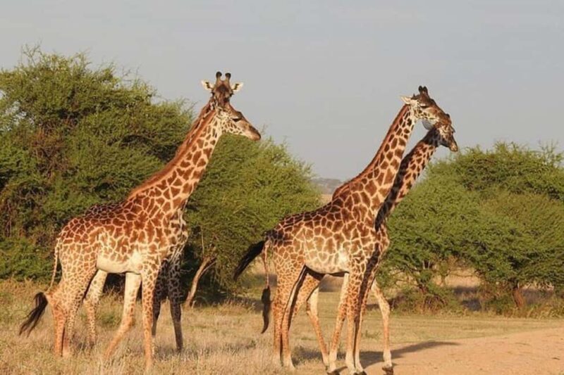 2 Day - Lake Manyara National Park and Ngorongoro Crater - Practical Details and What to Expect