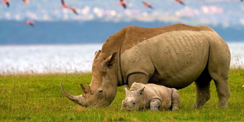 2-Day Lake Nakuru Flamingo Safari & lake Naivasha Boat Ride - Key Points
