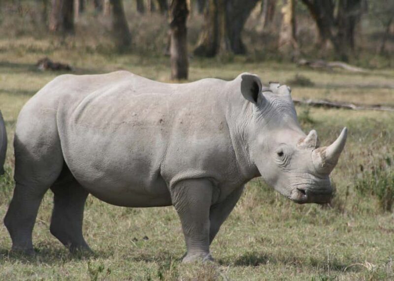 2-Day Lake Nakuru Flamingo Safari & lake Naivasha Boat Ride - Practical Details & What to Expect