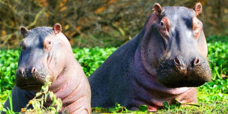 2-Day Lake Nakuru Flamingo Safari & lake Naivasha Boat Ride - Authentic Insights & Traveler Tips