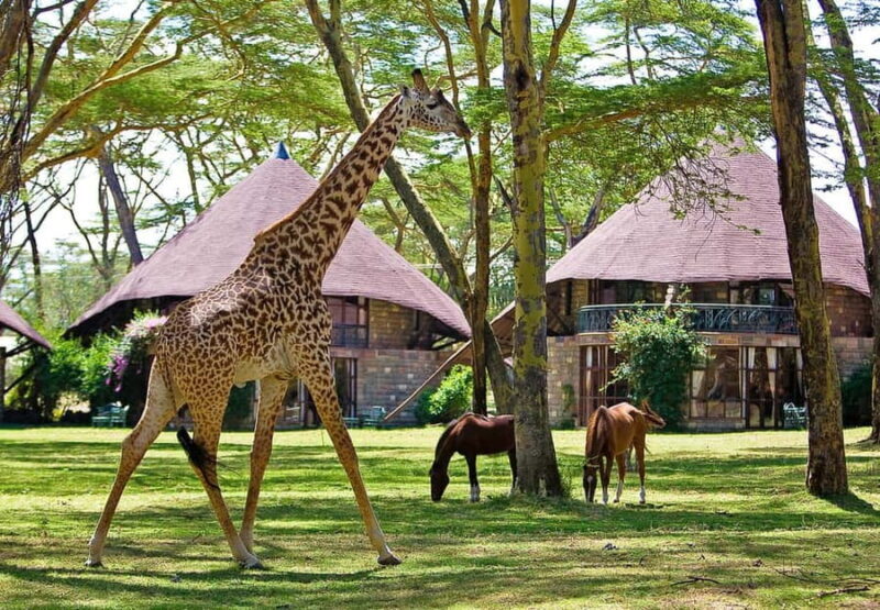 2-Day Lake Nakuru Flamingo Safari & lake Naivasha Boat Ride - FAQ