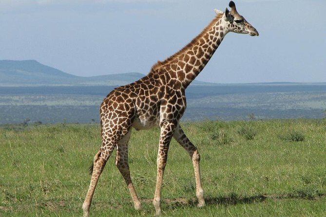 2 Day Lake Nakuru National Park Safari - Daily Departures - The Itinerary Breakdown