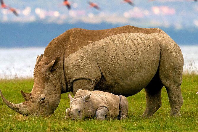 2 Day Lake Nakuru National Park Safari - Daily Departures - Who Will Benefit Most?