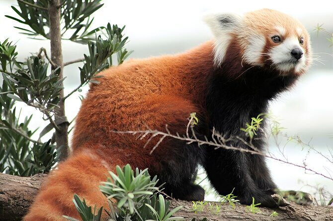 2 Day Mandai Wildlife Reserve Singapore with Roundtrip Transfer - Key Points