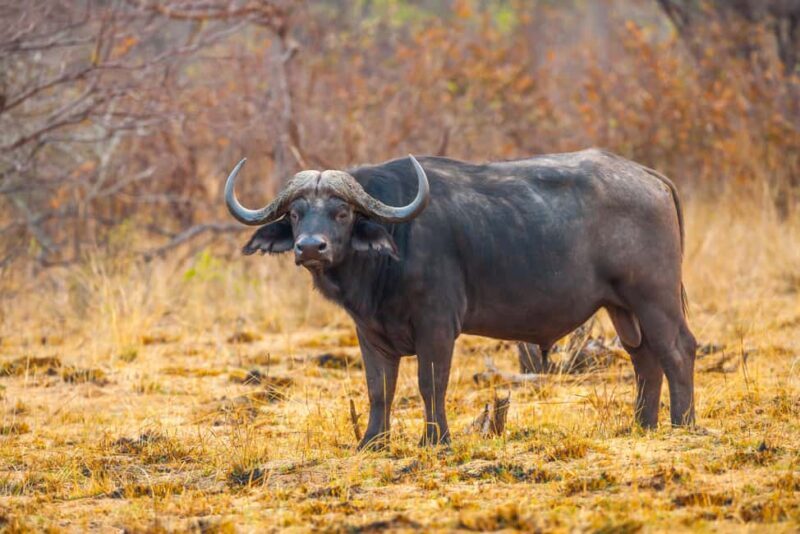 2-day Mid-Range Tanzania Safari to Lake Manyara & Ngorongoro - Key Points