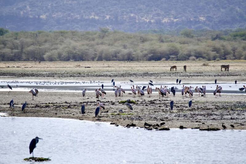 2-day Mid-Range Tanzania Safari to Lake Manyara & Ngorongoro - A Deep Dive into the 2-Day Safari Experience