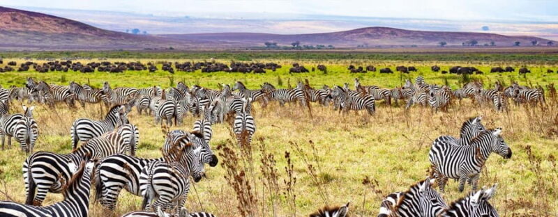 2-Day Migration Safari with a Hot Air Balloon Adventure. - The Experience from a Traveler’s Perspective 
