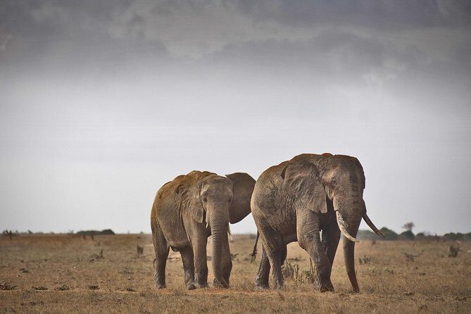 2-Day Mombasa to Tsavo East Safari - The Experience in Detail