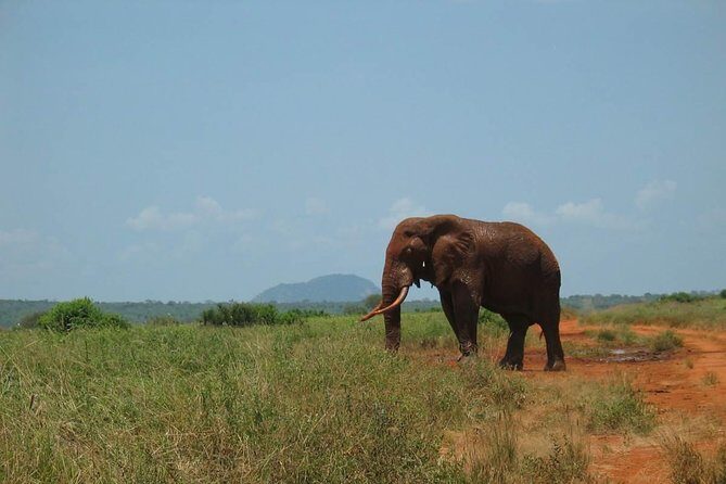 2-Day Mombasa to Tsavo East Safari - Final Words