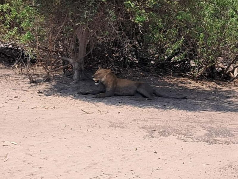 2 Day one night chobe safaris - Key Points