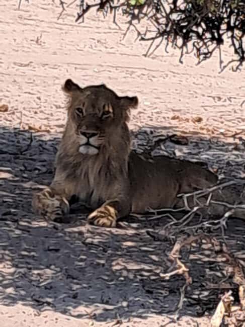 2 Day one night chobe safaris - Final Thoughts