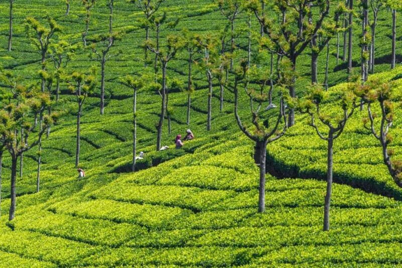 2-Day Ooty and Coonoor Sightseeing Tour - Key Points
