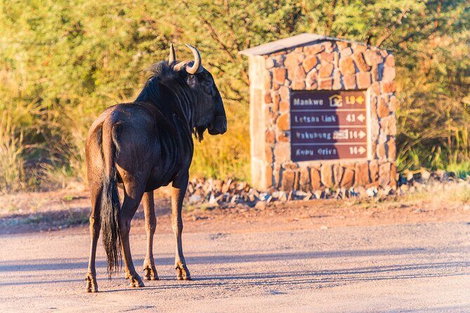 2 Day Pilanesberg Camping Safari - Final Thoughts