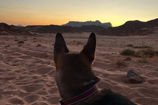 2 Day Private Desert Experience in Sinai - Exploring the 2 Day Private Desert Experience in Sinai