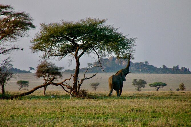2-Day Private Guided Tour to Tarangire and Ngorongoro - FAQ