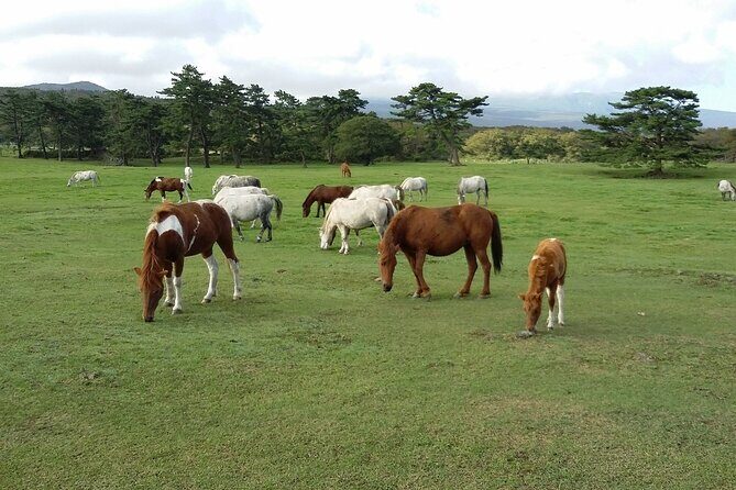 2 Day Private Jeju Island Tour - In-Depth Review of the 2-Day Private Jeju Island Tour