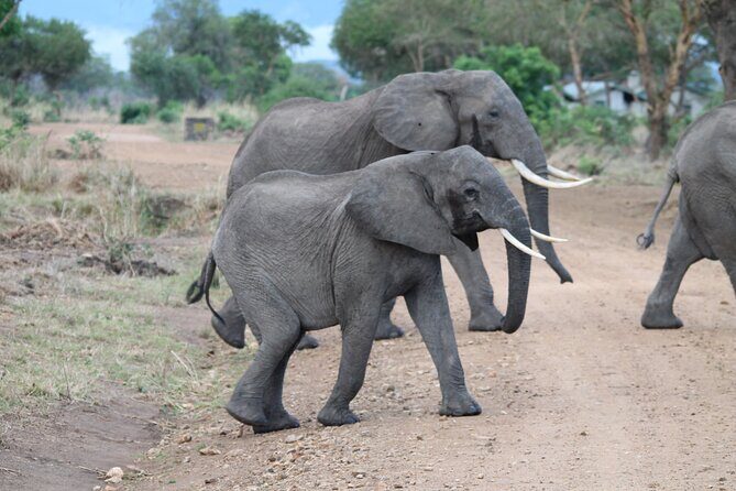 2-Day Private Mikumi National Park Tour with Pickup - Analyzing the Itinerary: What You Can Expect