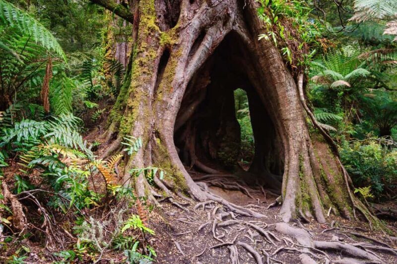 2-Day Private Premium Great Ocean Road Tour - Final Thoughts