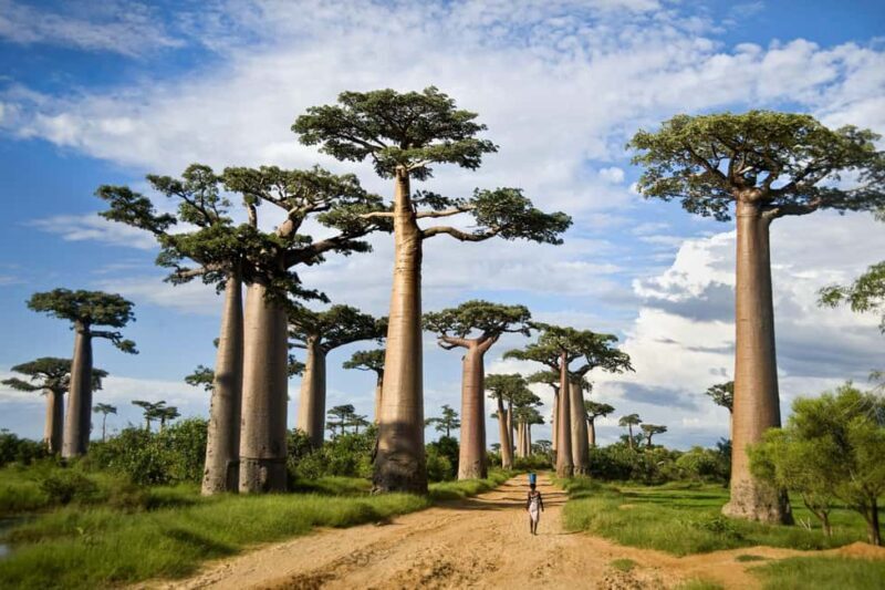 2 Day Private Tarangire and Ngorongoro Crater Safari - An In-Depth Look at the 2-Day Safari Experience