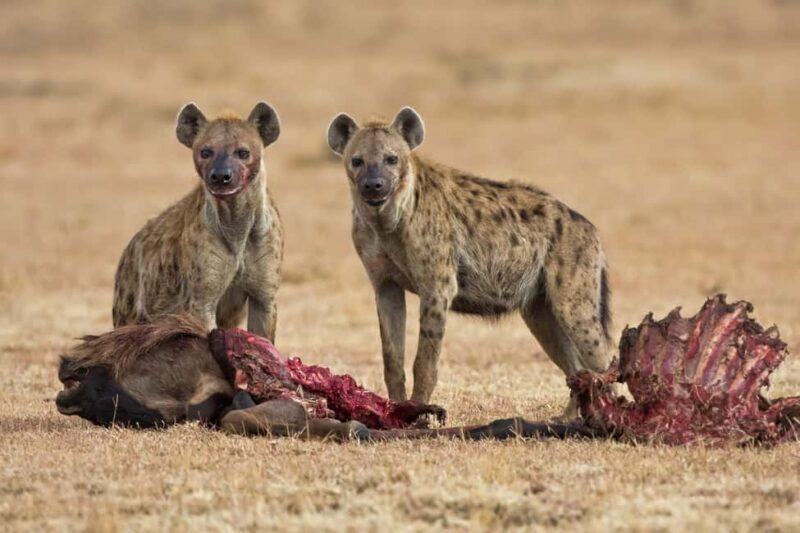 2 Day Private Tarangire and Ngorongoro Crater Safari - Who Should Consider This Tour?