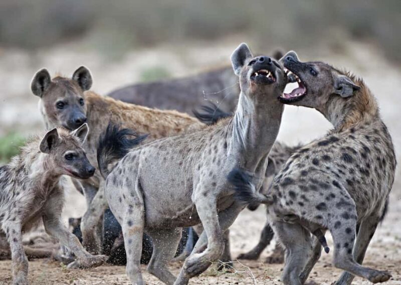 2 Day Private Tarangire and Ngorongoro Crater Safari - Final Thoughts