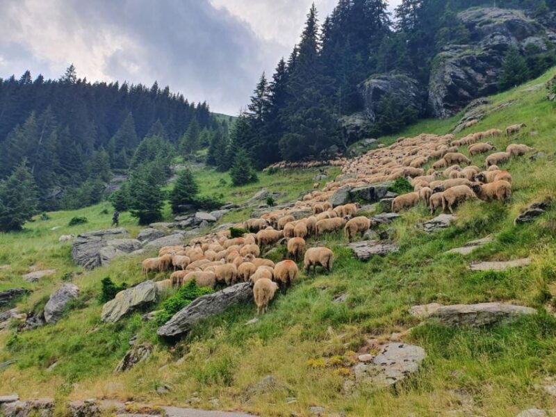 2-day-private-tour-from-bucharest-in-transylvania