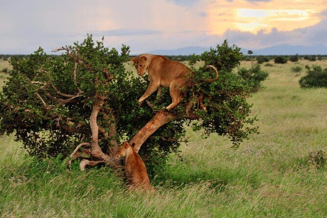 2-Day Private Tour in Masai Mara with Pick Up - FAQs