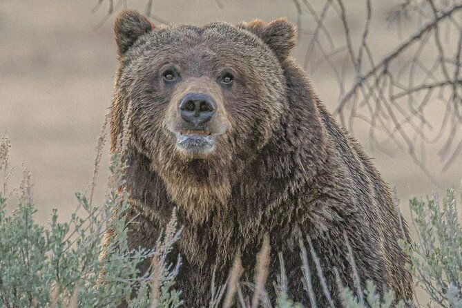 2-day-private-tour-in-yellowstonelower-and-upper-loops-w-iconic-sites-w-lunch