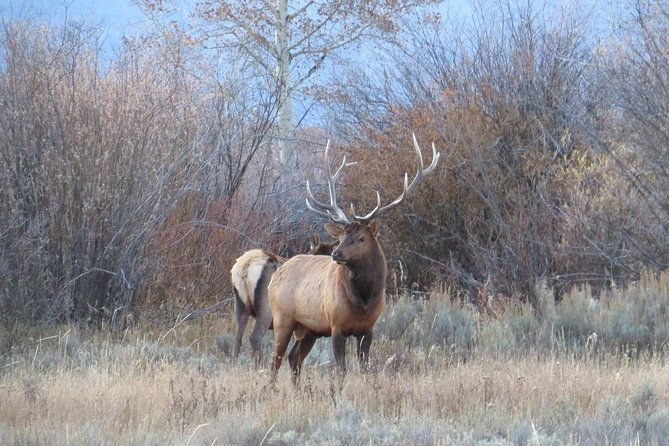 2-day-private-tour-of-yellowstone-national-park-lower-upper-loops