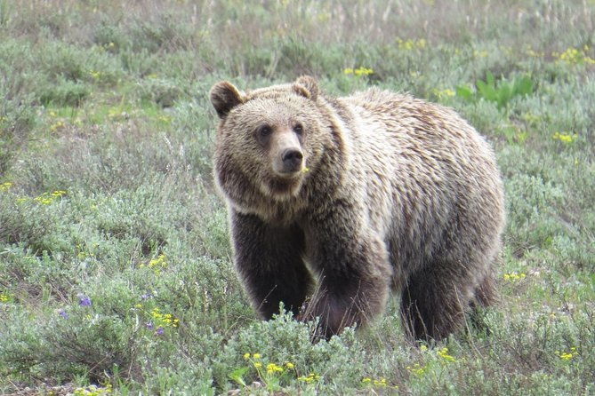 2-day-private-tour-of-yellowstone-national-park-lower-upper-loops