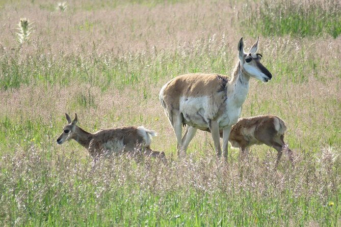 2-day-private-tour-of-yellowstone-national-park-lower-upper-loops