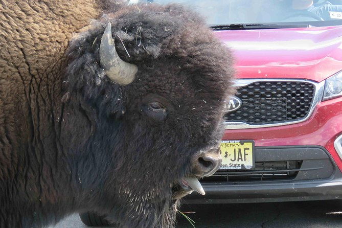 2-day-private-tour-of-yellowstone-national-park-lower-upper-loops