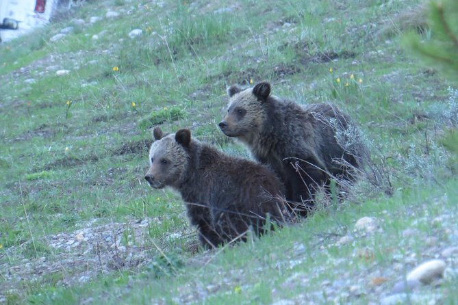 2-day-private-tour-of-yellowstone-national-park-lower-upper-loops