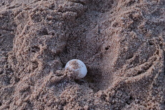 2-day Private Tour to Ras Al Hadd - Introduction: What’s This Tour All About?