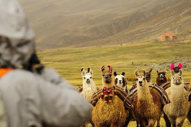 2-day-private-trek-camping-in-rainbow-mountain-llamachimpana